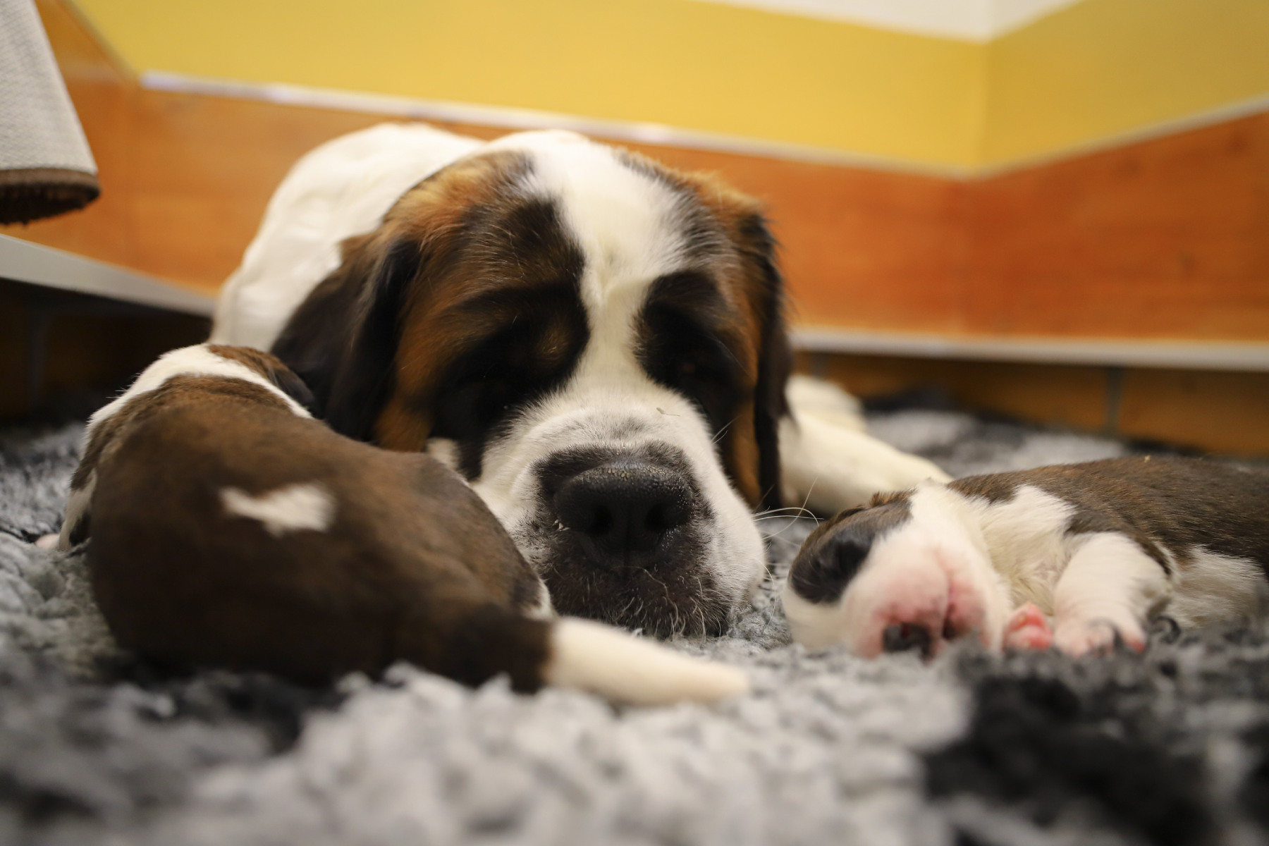 Six nouveaux chiots ont vu le jour à la Fondation Barry